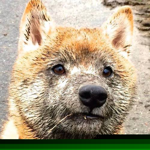 中国男篮战术板块全面升级融入多样化打法，中国男篮面临一个可怕的对手