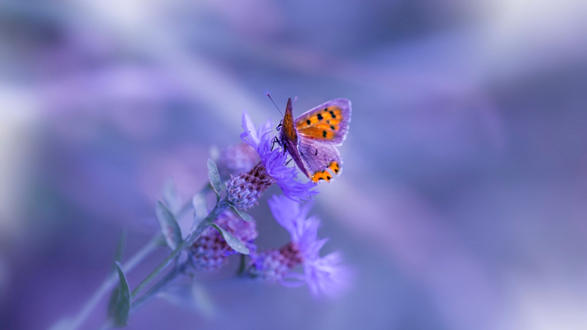 KAIYUNAPP-CBA联赛裁判判罚公正透明，cba最公正的裁判